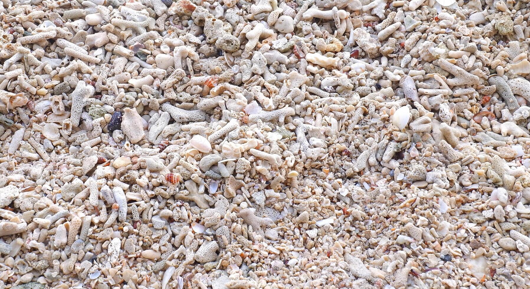 sfondo di mare conchiglie e sabbia su il spiaggia. vicino su. foto