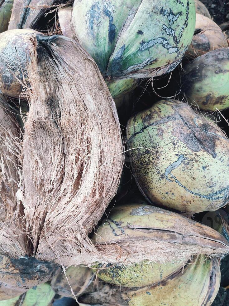 Noce di cocco buccia o Noce di cocco fibra foto