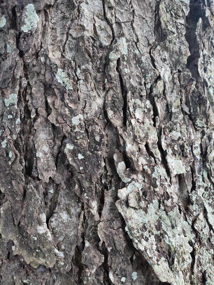 il abbaiare modello è il senza soluzione di continuità struttura di il albero. per sfondo legna opera, Marrone legno duro abbaiare foto