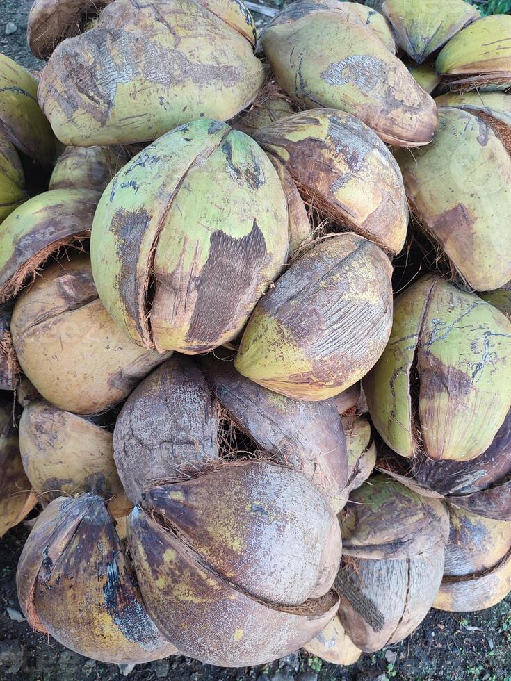 Noce di cocco buccia o Noce di cocco fibra foto