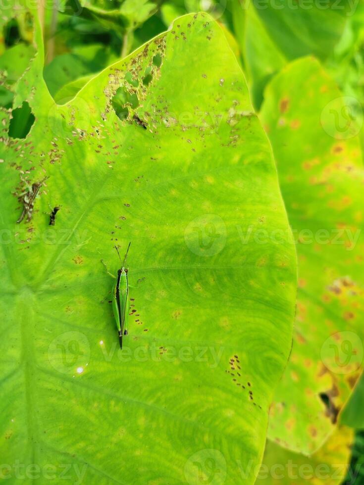 cavalletta su il le foglie di un elefante orecchio colocasia taro pianta foto