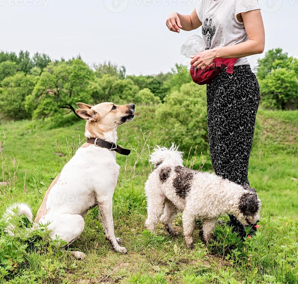 il proprietario addestra il suo cane e fa uno spuntino all'aperto nel parco in una giornata estiva foto