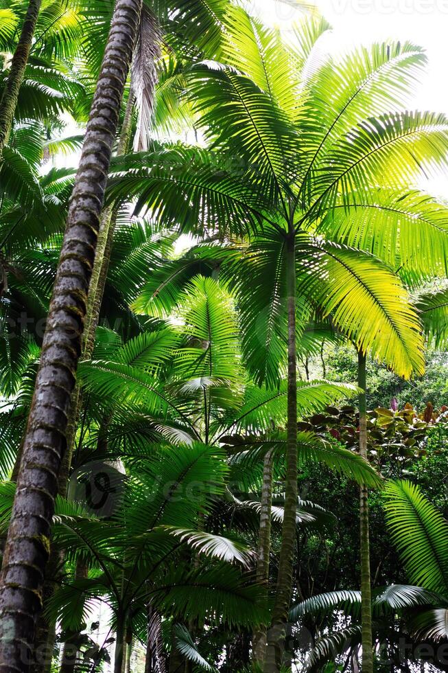 verde palma alberi fronde e tronchi contro nuvoloso cielo Hawaii foto