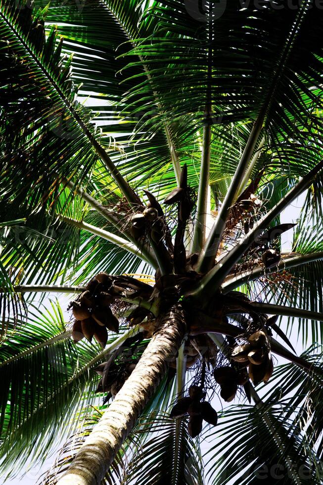 guardare su a palma le foglie e noci di cocco foto