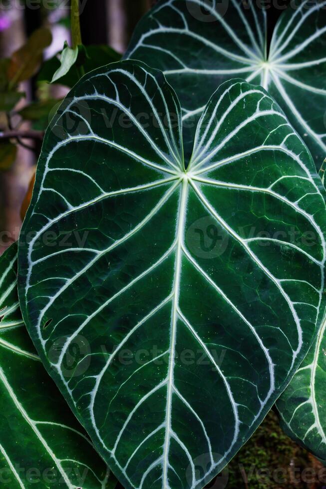 stretto tiro di grande verde foglia con bianca vene Hawaii foto