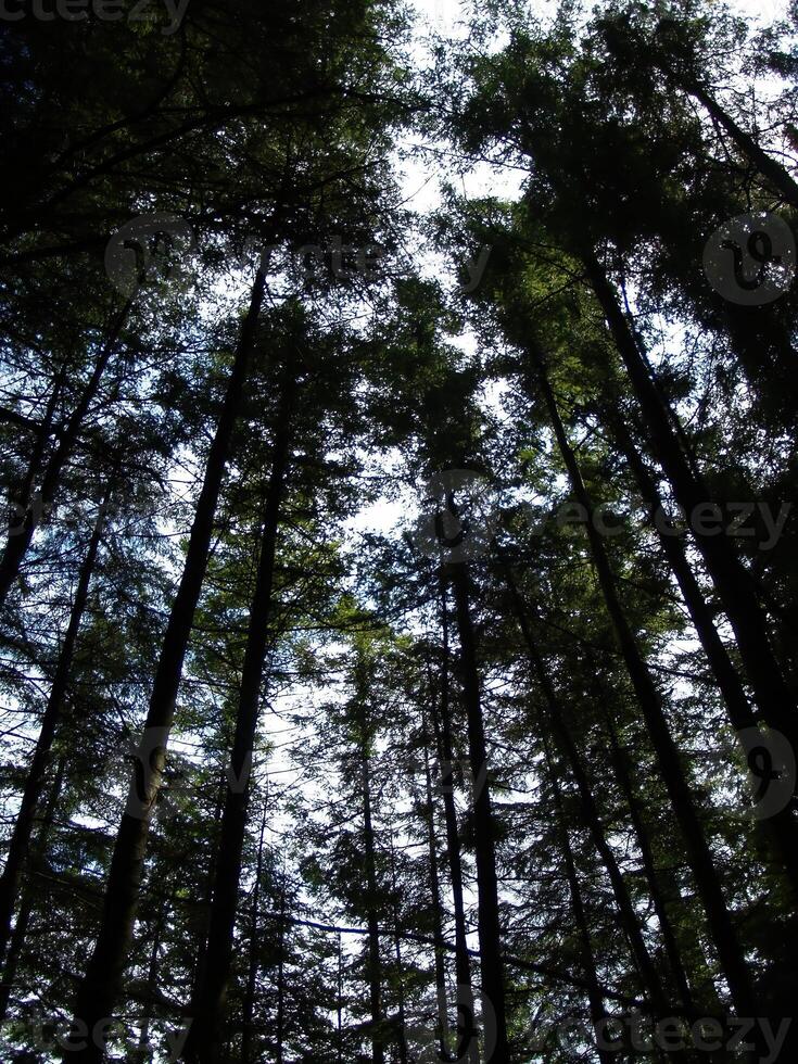 In piedi di alto alberi con nuvoloso cielo foto