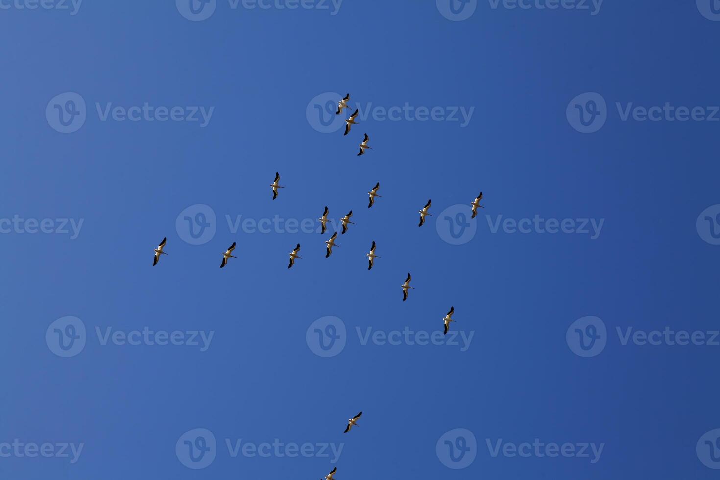 gregge di pellicani volante nel blu cielo foto