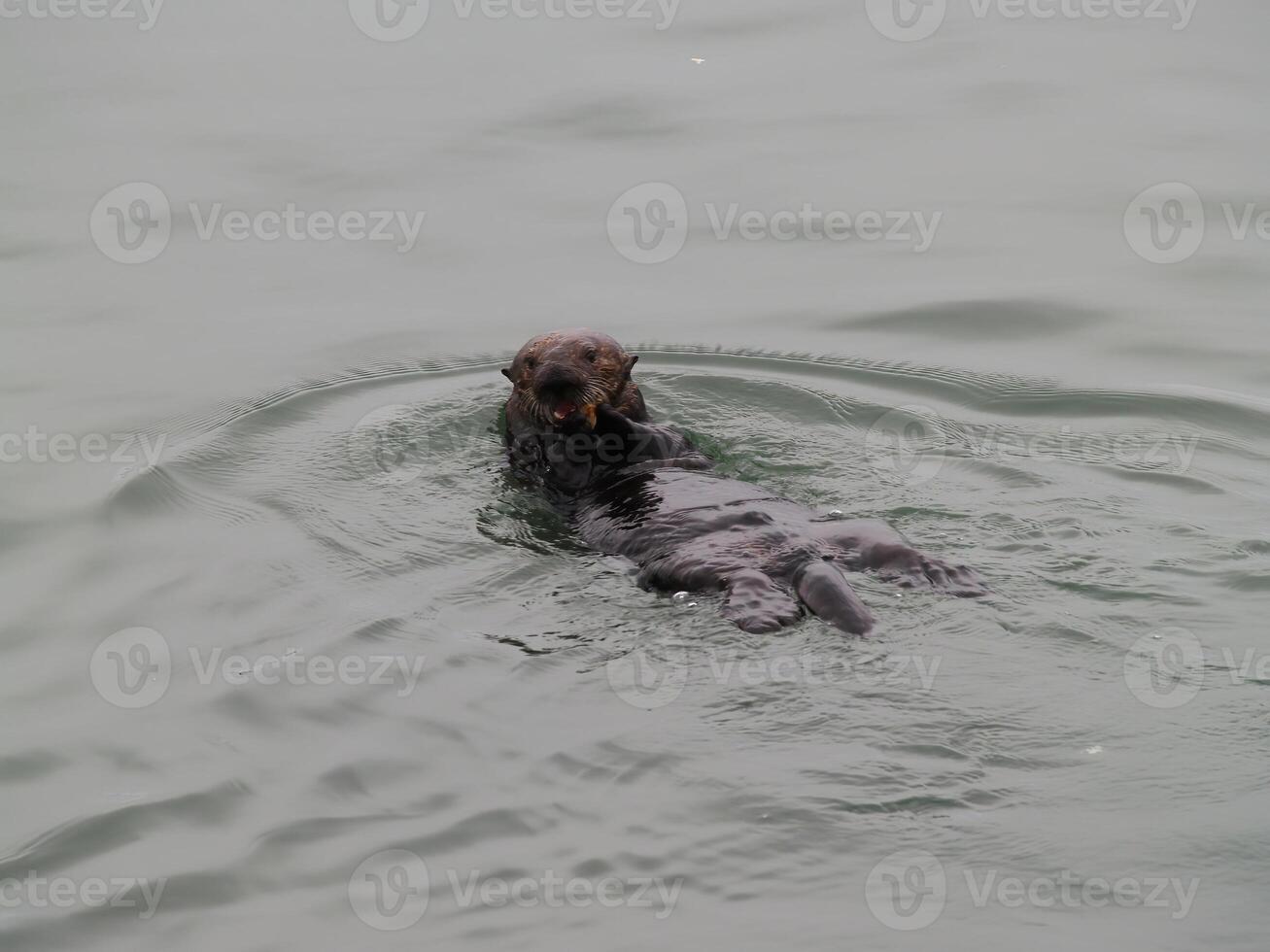 mare lontra galleggiante su indietro mangiare muschio atterraggio California foto