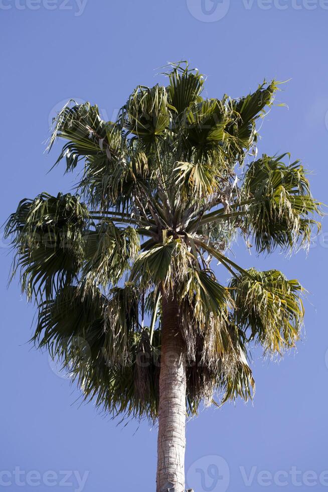 singolo verde palma albero contro blu cielo foto