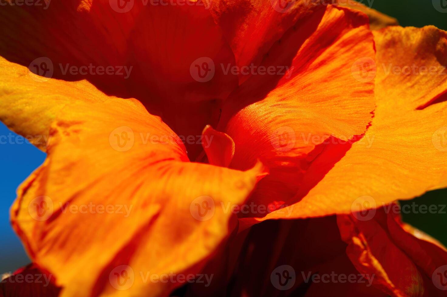 stretto tiro di arancia fiore petali con blu e verde foto