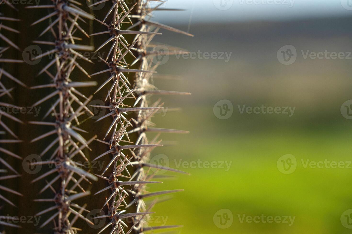 messicano cactus spine dettaglio baja California sur foto