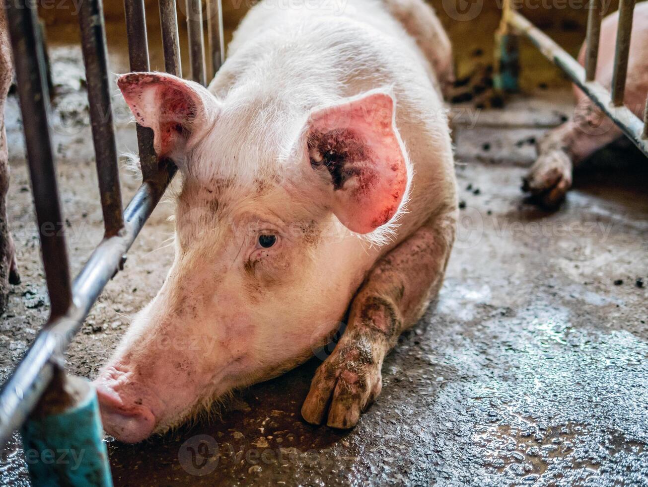 ritratto di carino allevatore maiale con sporco muso, avvicinamento di di maiale muso.grande maiale su un' azienda agricola nel un' porcile, giovane grande domestico maiale a animale azienda agricola in casa foto