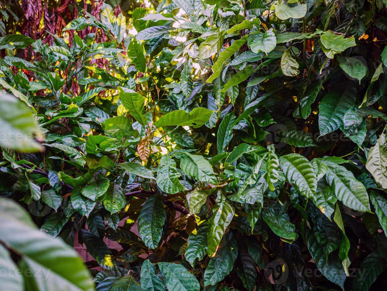 giovane verde foglia cacao su cacao pianta, cacao albero foto