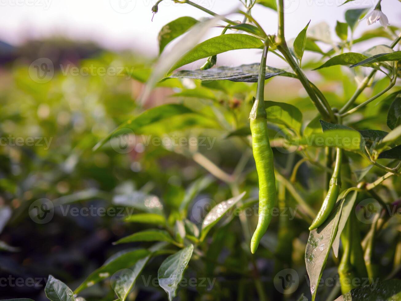 verde peperoncino nel il giardino, biologico verde peperoncino in crescita su peperoncino albero foto