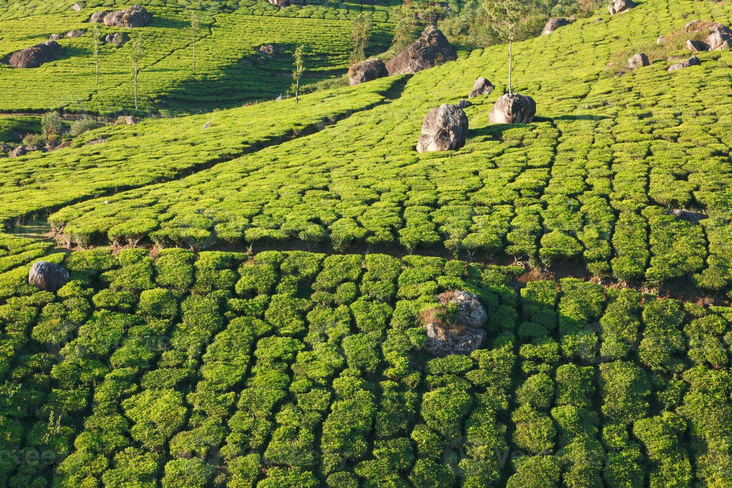tè piantagioni. Munnar, Kerala, India foto