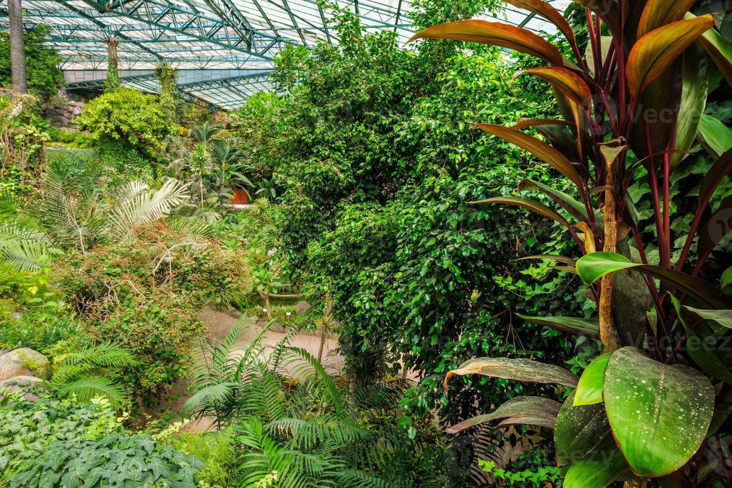 il freddo Casa estufa fria è un' serra con giardini, stagni, impianti e alberi nel Lisbona, Portogallo foto