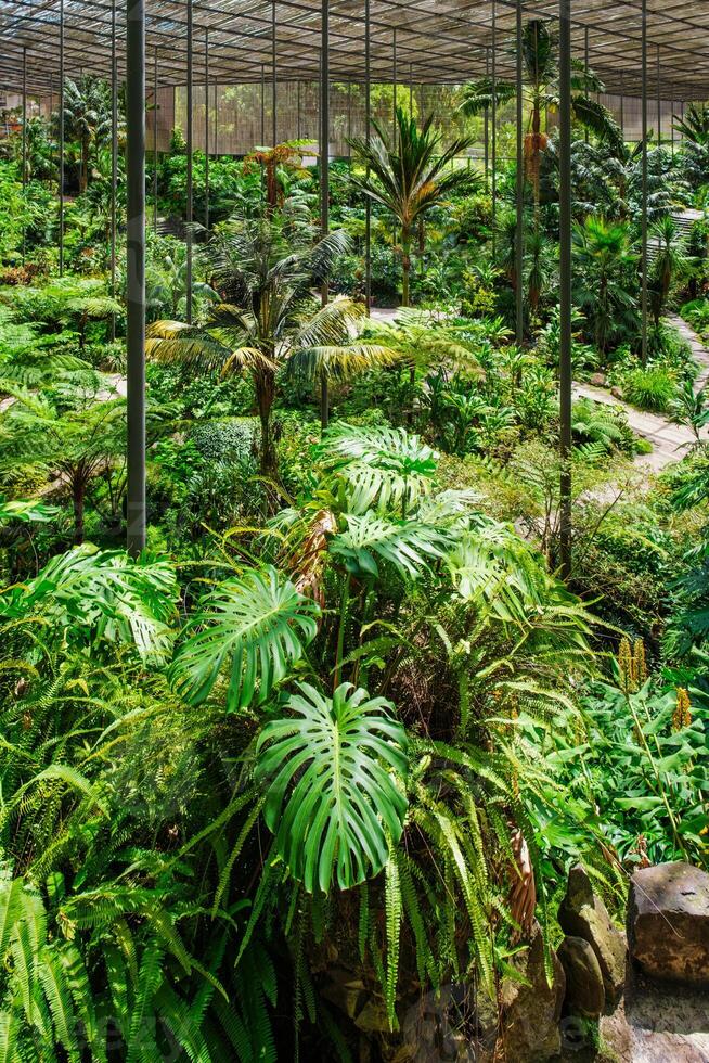 il freddo Casa estufa fria è un' serra con giardini, stagni, impianti e alberi nel Lisbona, Portogallo foto