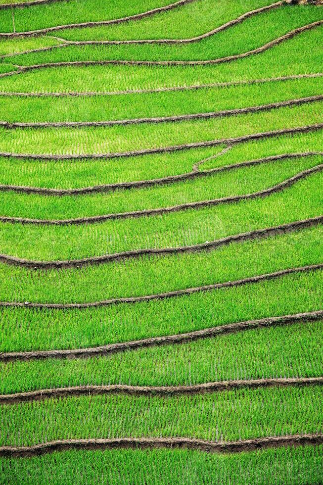 riso campo terrazze. vicino sapa, mui ne foto