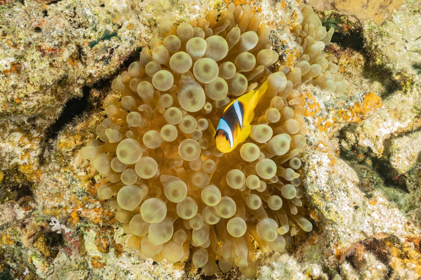 barriera corallina e piante acquatiche nel mar rosso, eilat israele foto