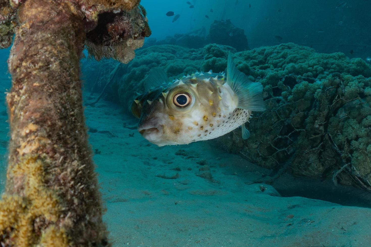 i pesci nuotano nel mar rosso, pesci colorati, eilat israele foto