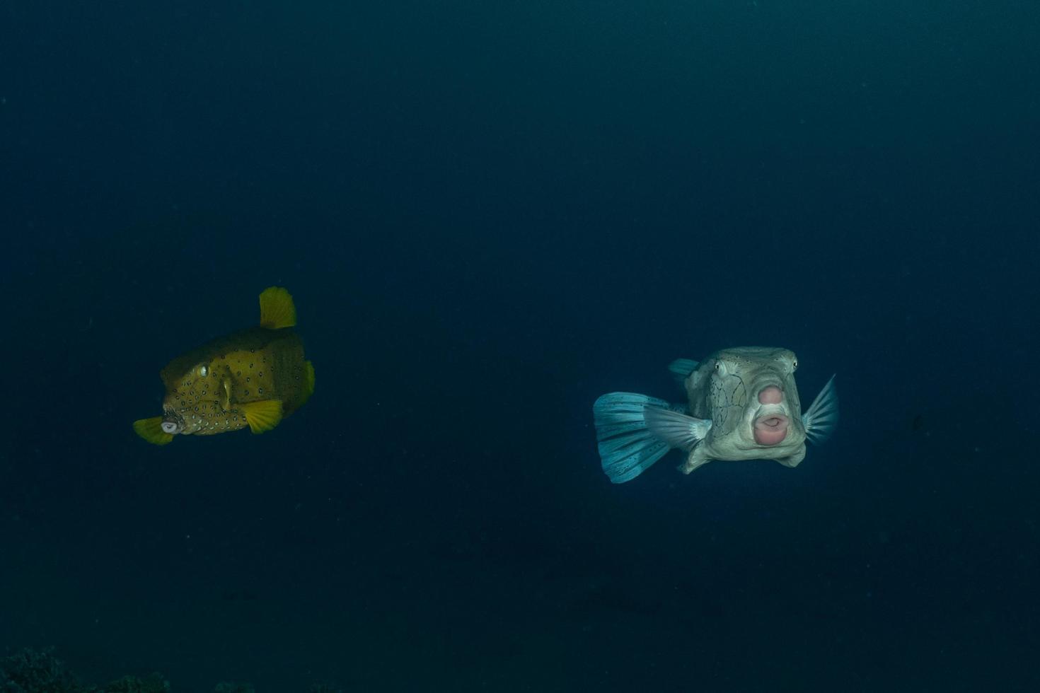 i pesci nuotano nel mar rosso, pesci colorati, eilat israele foto