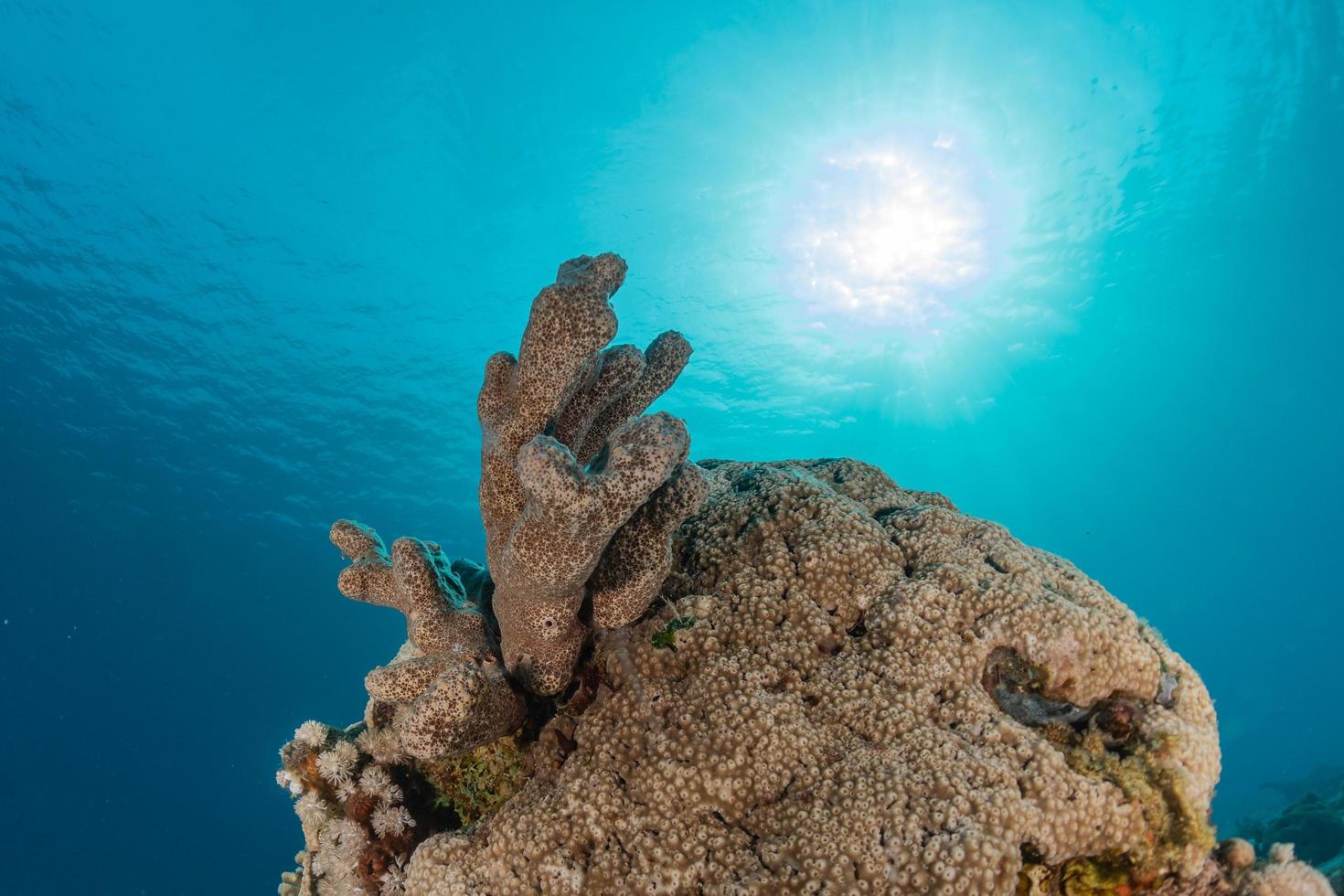 barriera corallina e piante acquatiche nel mar rosso, eilat israele foto