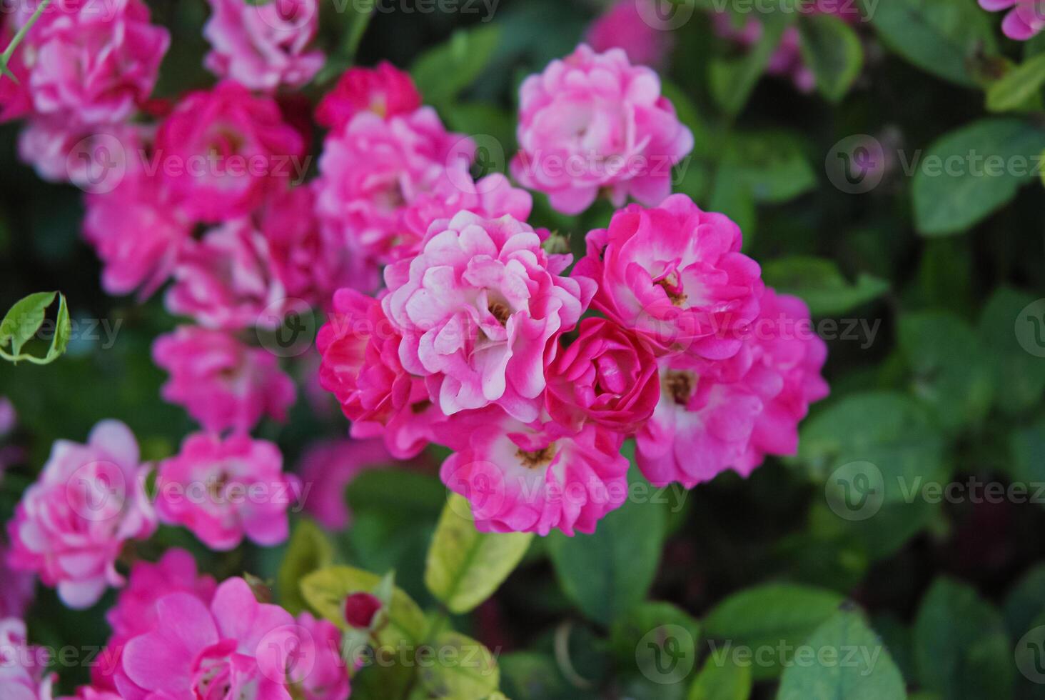 vivace rosa Rose nel fioritura, in mostra il bellezza di natura con un' fondale di lussureggiante verde le foglie foto