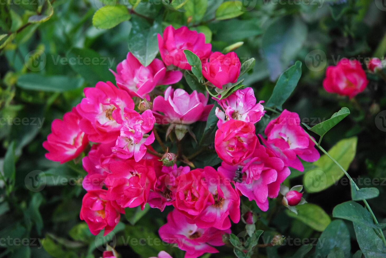 vivace rosa Rose fioritura nel lussureggiante verde, un' simbolo di bellezza e della natura abilità artistica, Perfetto per vario design esigenze foto