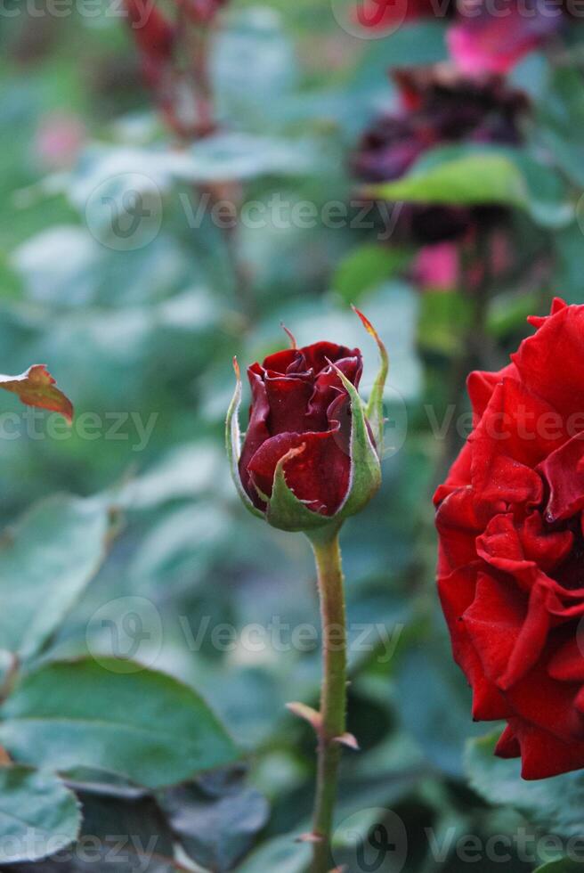 vivace rosso bocciolo di rosa in bilico per fioritura accanto un' completamente ha aperto rosa, cattura il essenza di crescita e bellezza nel natura foto