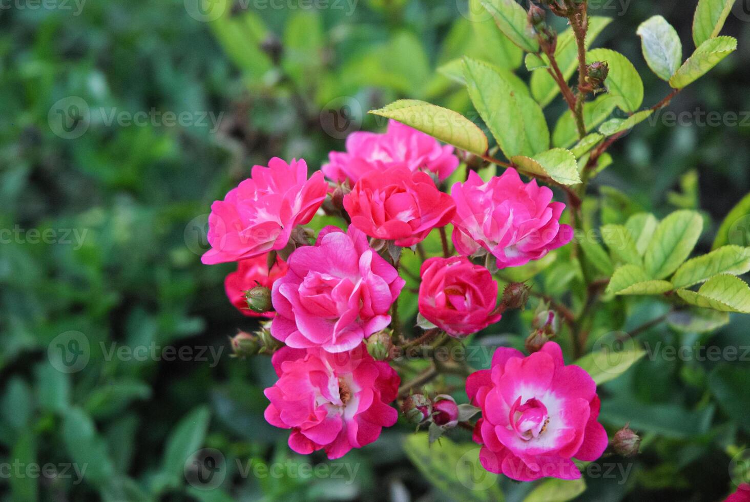 vivace rosa Rose fioritura nel un' lussureggiante giardino, simboleggiante amore, bellezza, e della natura eleganza foto