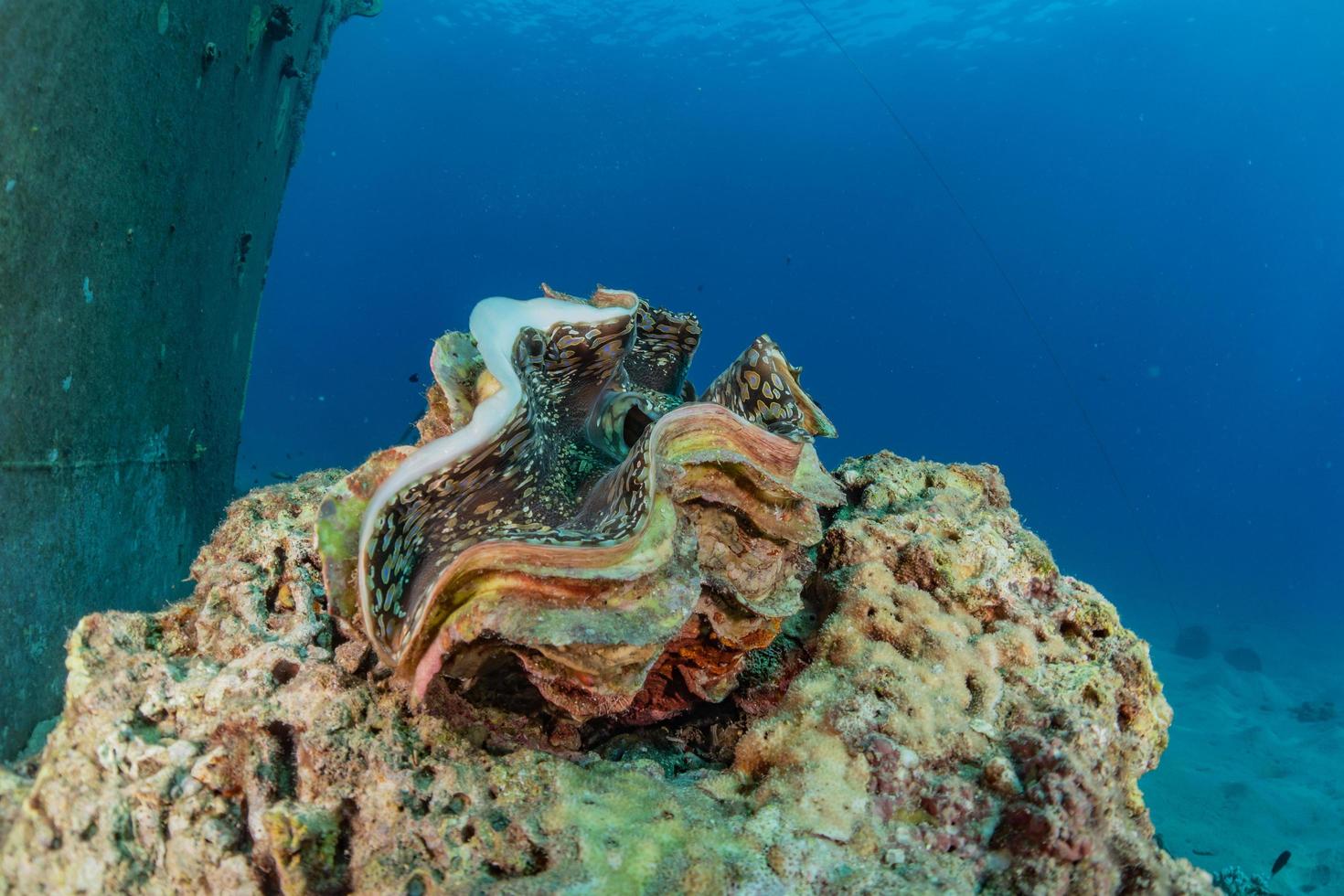 vongola gigante nel mar rosso colorato e bello, eilat israele foto