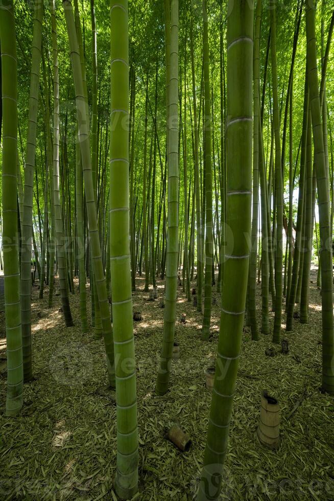 un' verde bambù foresta nel primavera soleggiato giorno foto