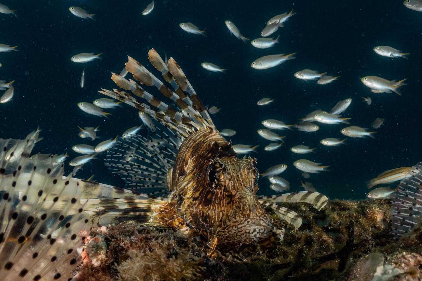 pesce leone nel mar rosso pesce colorato, eilat israele foto