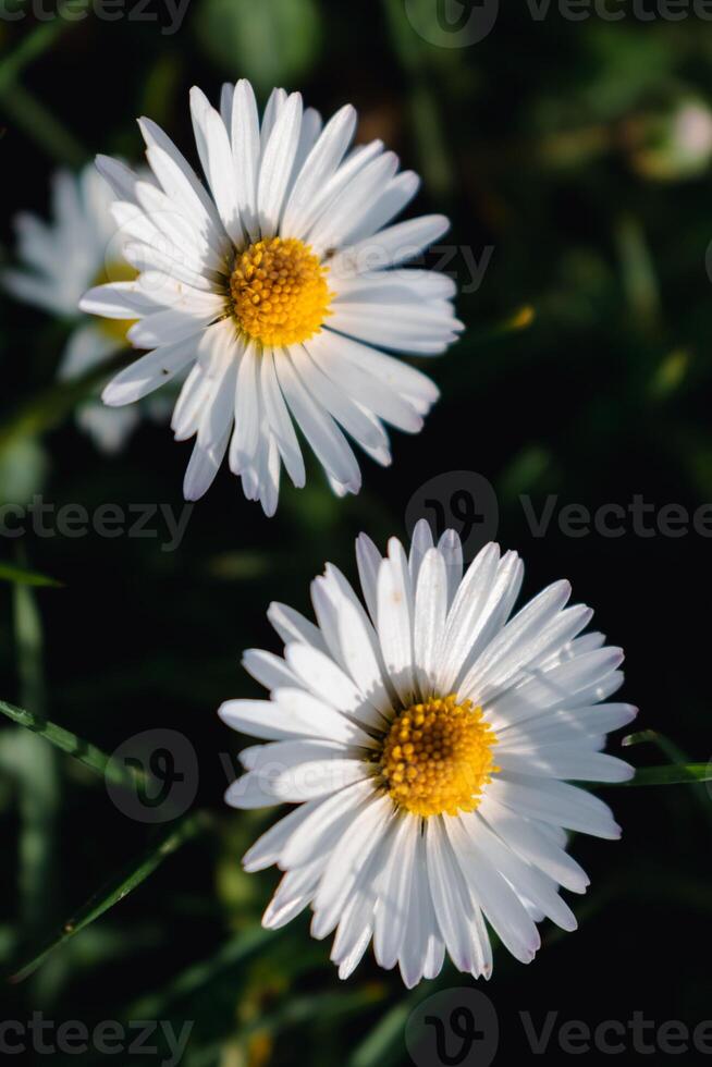 margherita fiore nel un' giardino a primavera, commestibile fiore, bellis perenne, asterea foto