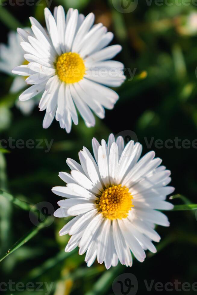 margherita fiore nel un' giardino a primavera, commestibile fiore, bellis perenne, asterea foto