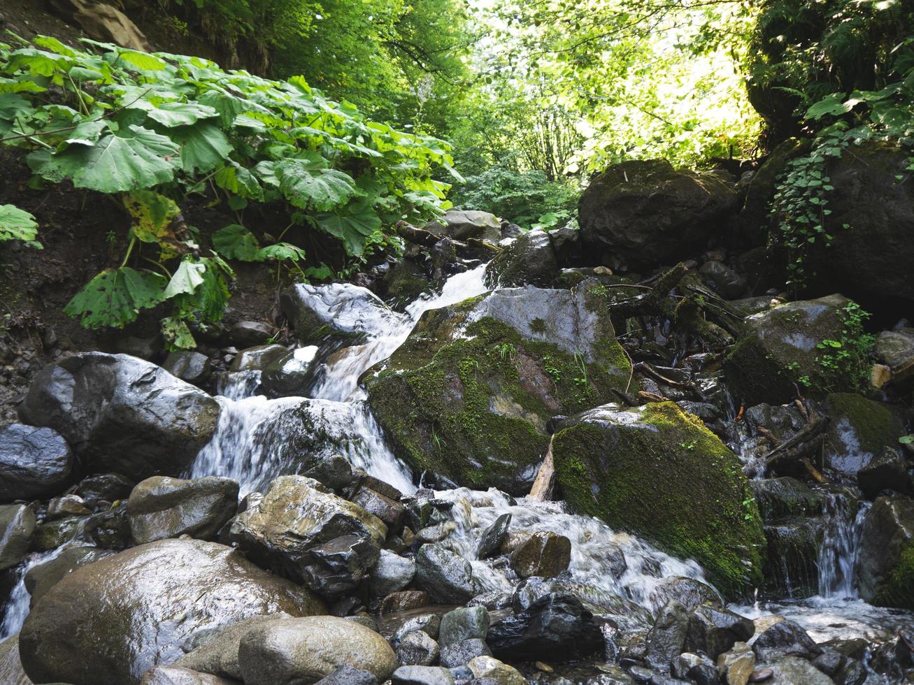 torrente in un bosco di montagna. montagne del caucaso foto