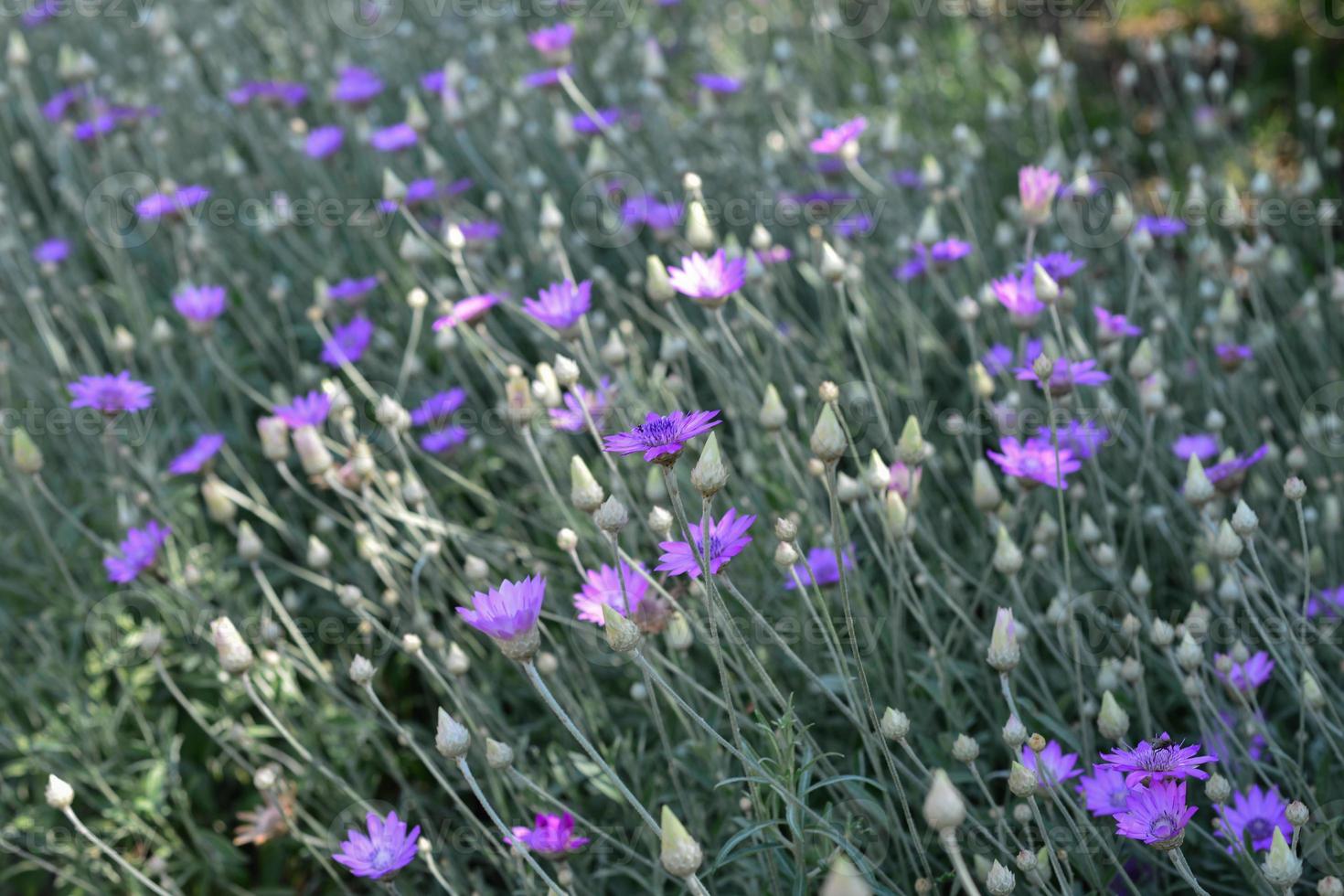 fiore viola di eterno annuale o immortelle, xeranthemum annuum, macro, fuoco selettivo foto