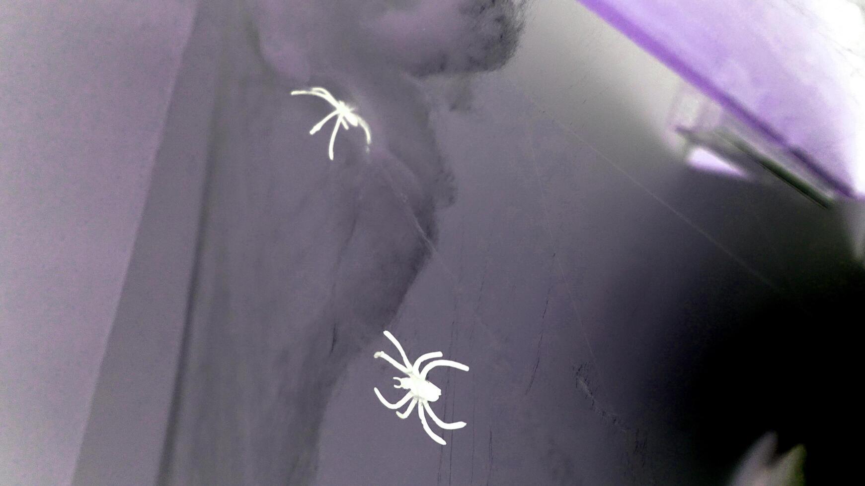 ragni e ragnatele sparpagliato in giro il Casa foto