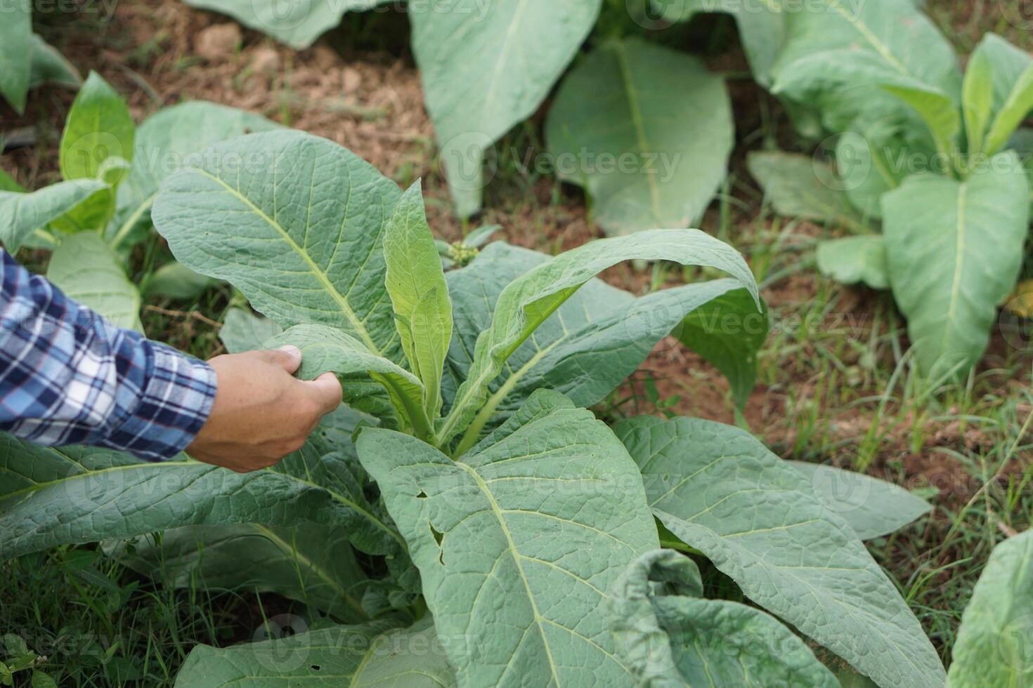 vicino su contadino mano è controllo e analizzando crescita, malattie e insetti su tabacco le foglie di impianti nel giardino. concetto prendere cura, controllo qualità di colture per il migliore qualità agricolo Prodotto. foto