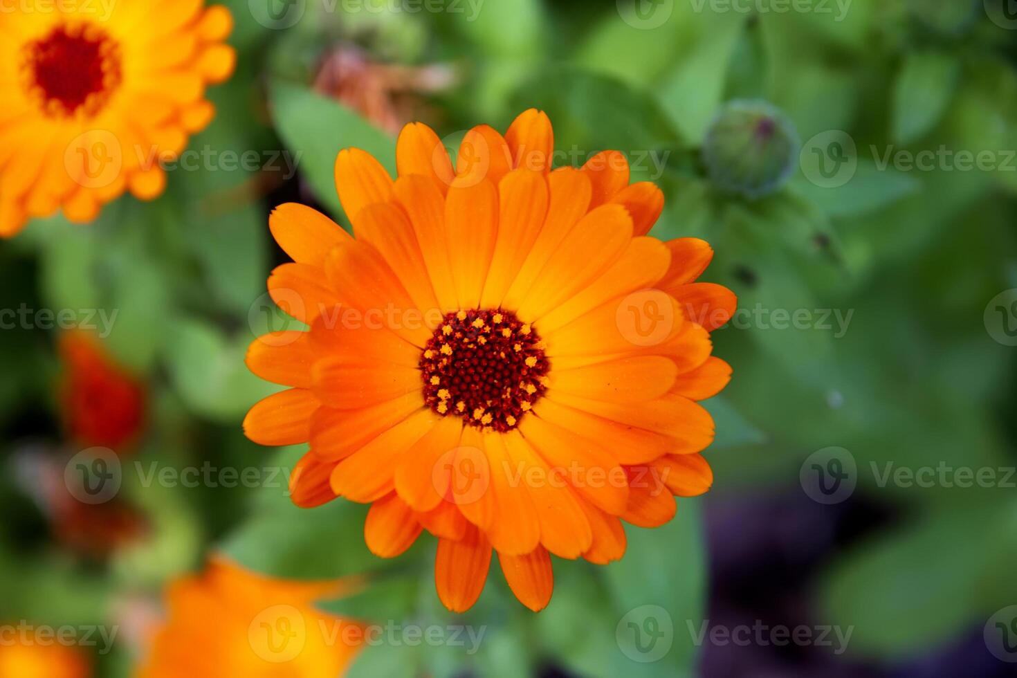 superiore Visualizza di un' bellissimo estate fiore. arancia fiore di calendola officinalis. foto