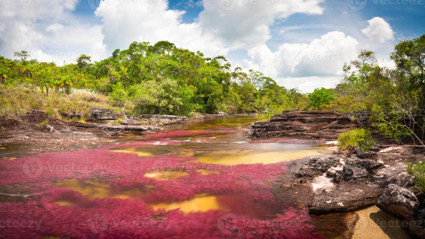 cano cristalli è un' fiume nel Colombia quello è collocato nel il sierra de la macarena, nel il Dipartimento di meta. esso è considerato di molti come il maggior parte bellissimo fiume nel il mondo foto