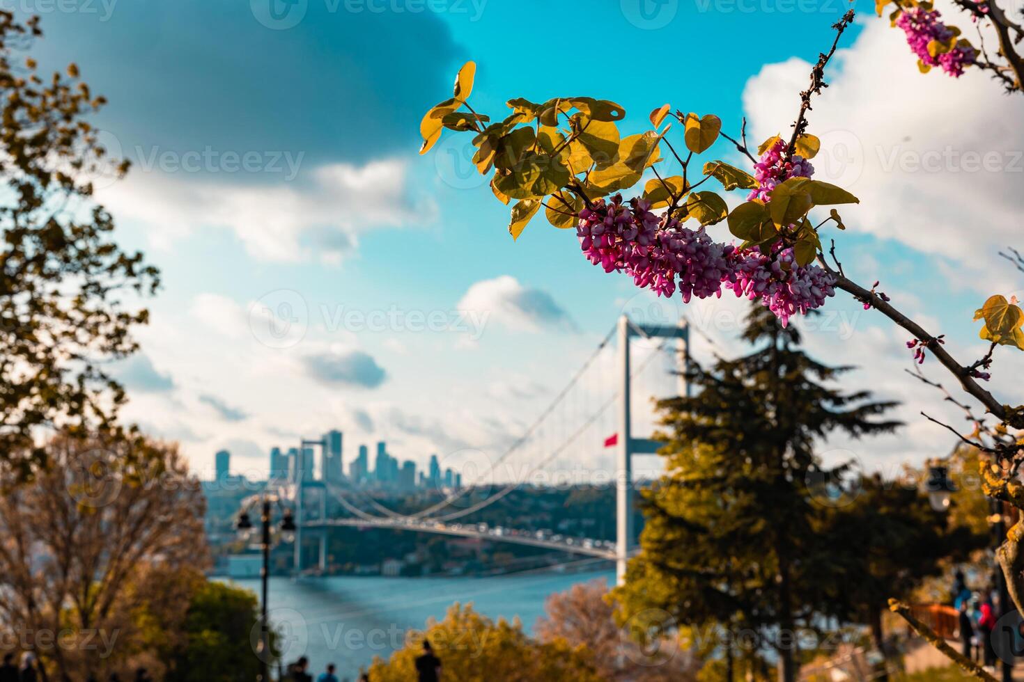 Istanbul nel primavera. paesaggio urbano di Istanbul e Giuda albero. foto