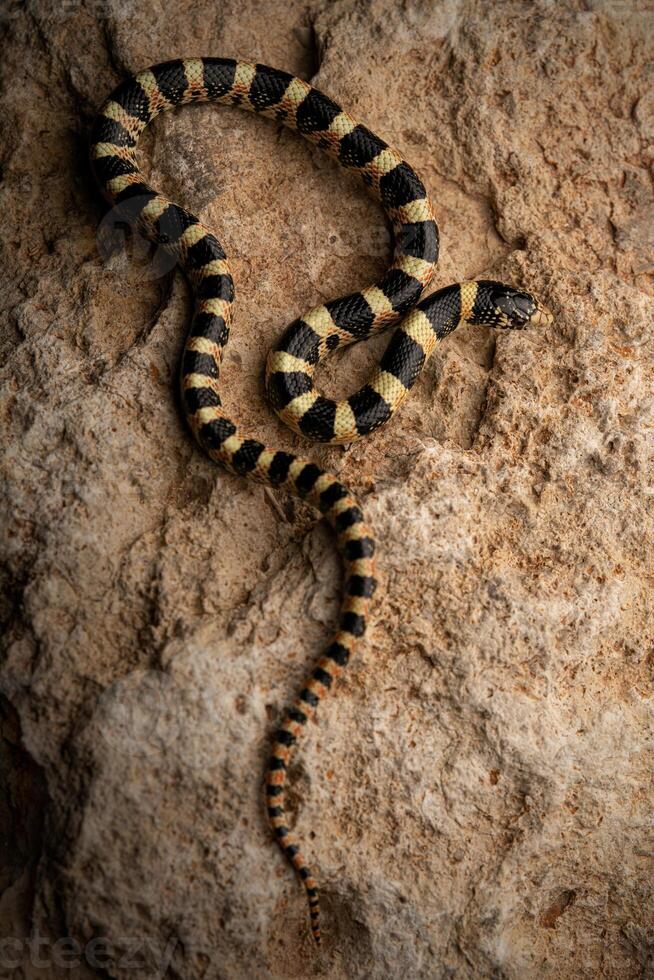 naso lungo serpente, rinocheilus lecontei foto