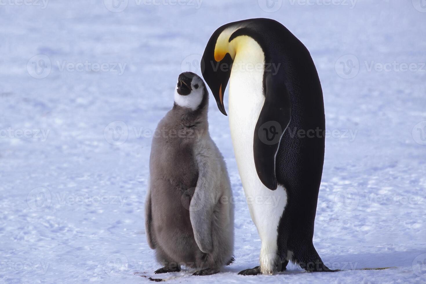adulto e giovanile imperatore pinguini, aptenodytes forsteri, su ghiaccio lastrone, atka baia, weddell mare, Antartide foto
