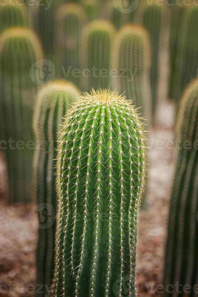 neobuxbaumia cactus piantare nel cactus giardino foto