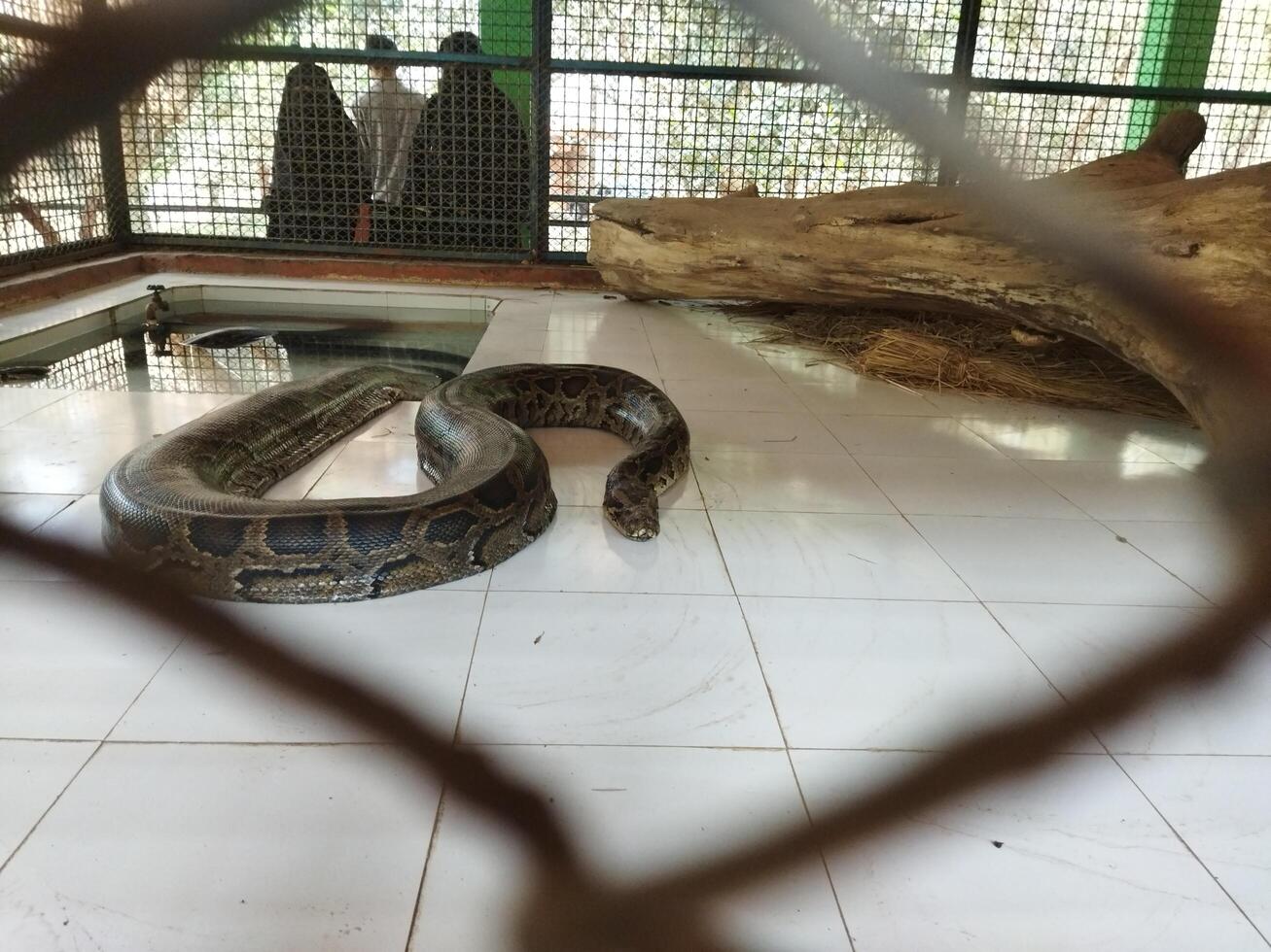 un' grande serpente nel un' gabbia dietro a un' catena collegamento recinto foto