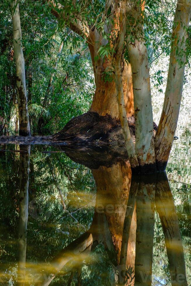 bellissimo riflessi di albero abbaia nel il lago a athalassa, Cipro foto