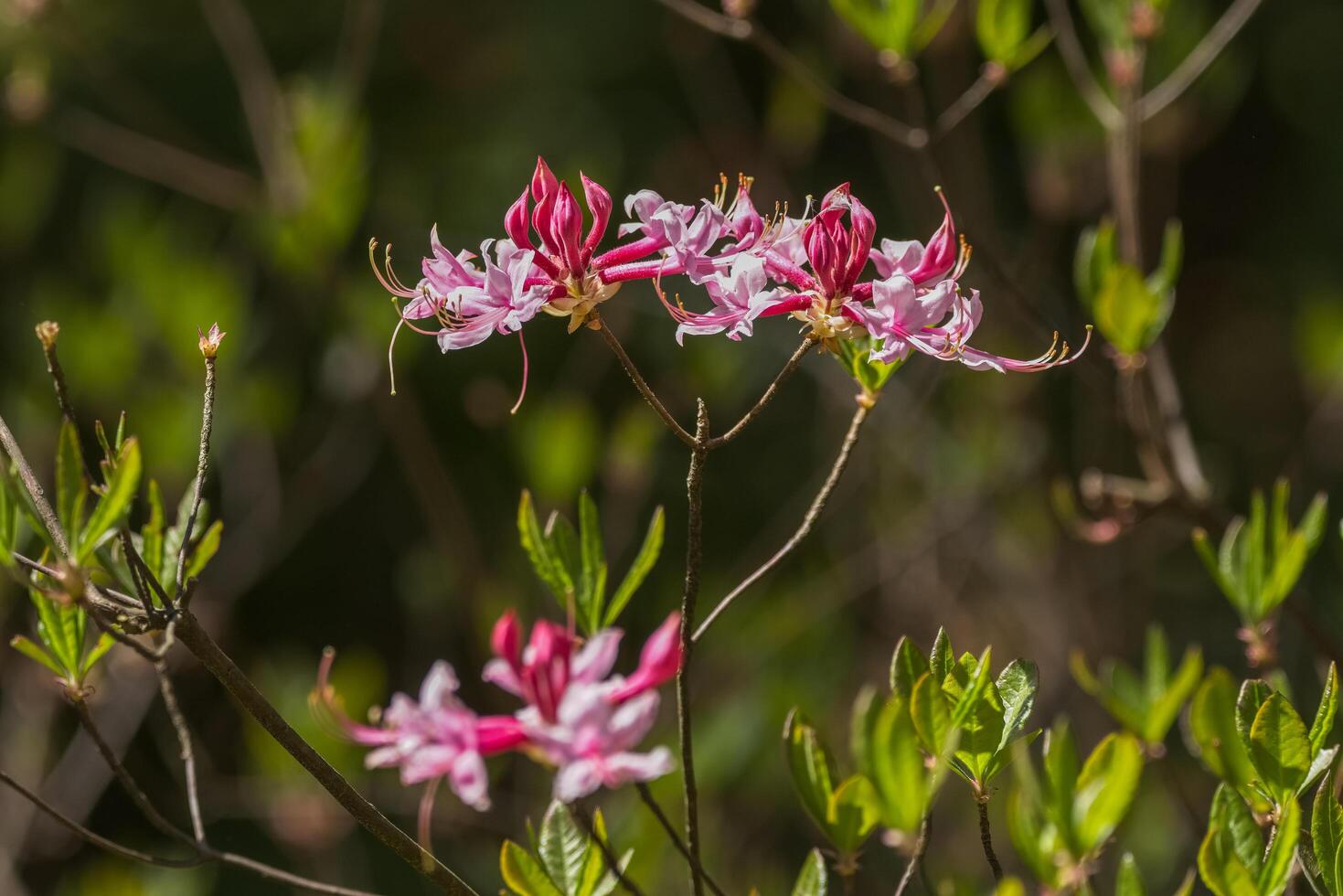 selvaggio azalea nel pieno fioritura avvicinamento Visualizza foto