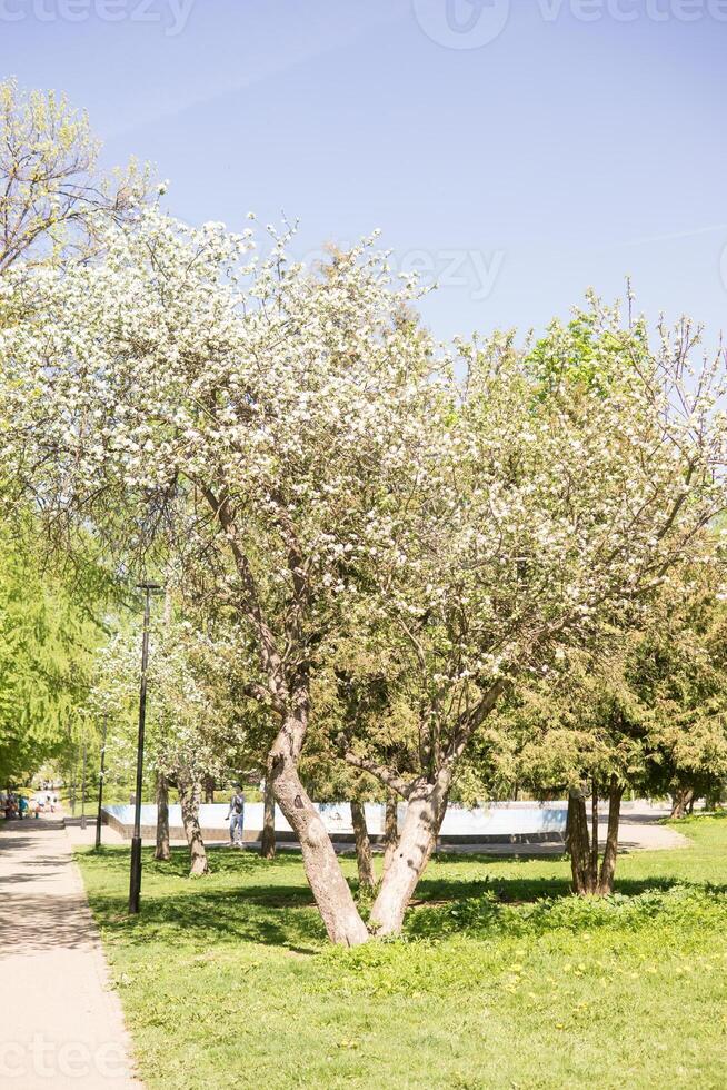 un Mela albero nel un' fioritura parco, il generale piano.in.fioritura rami di un Mela albero con bianca fiori, un' sfondo di primavera natura foto