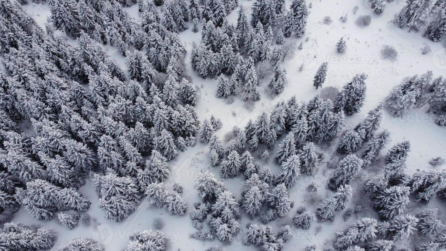 veduta aerea della foresta innevata - vista dal drone degli alberi innevati foto